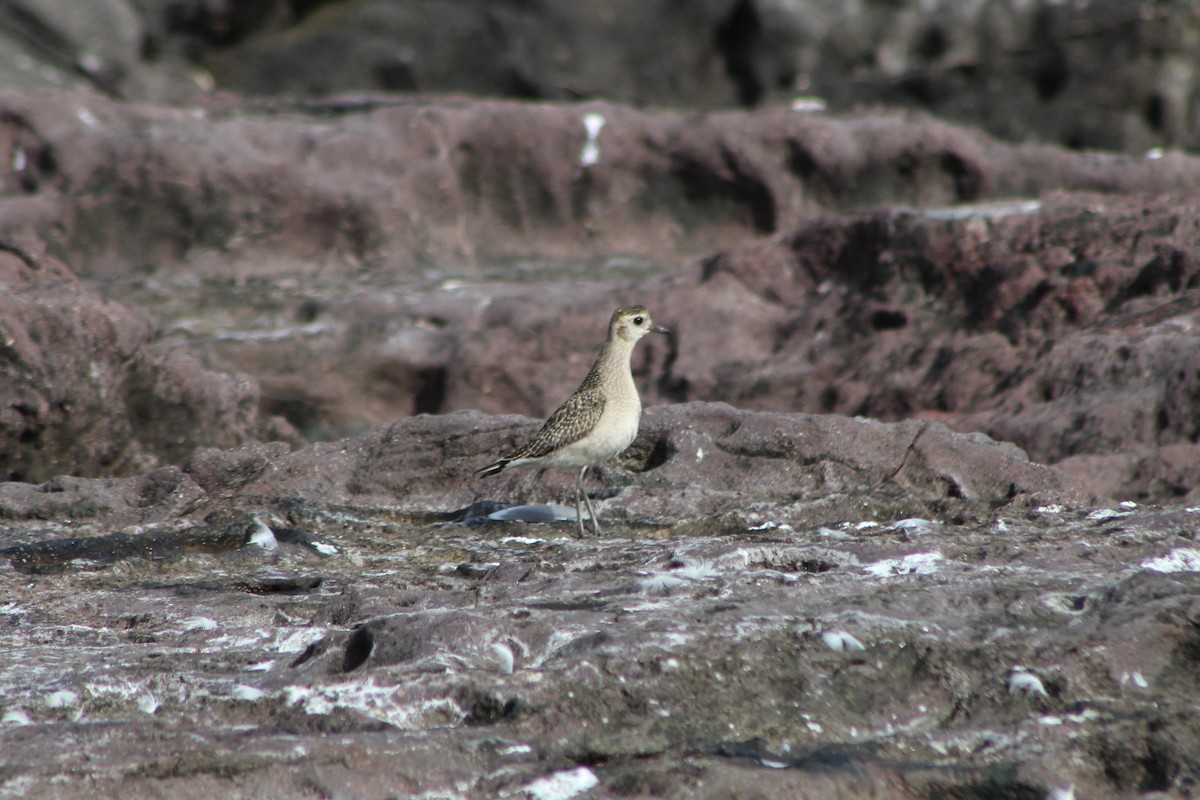 American Golden-Plover - ML394144291