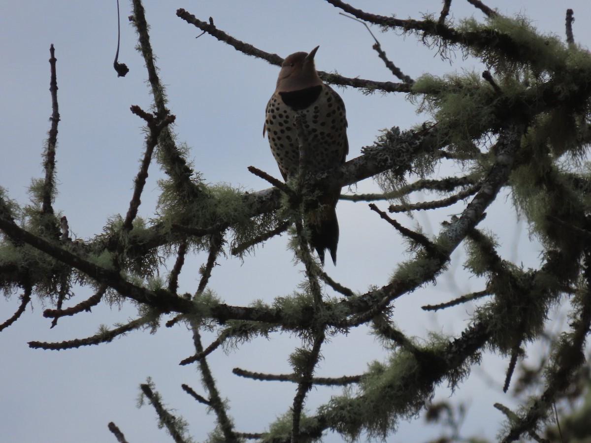Northern Flicker (Yellow-shafted x Red-shafted) - ML394144521