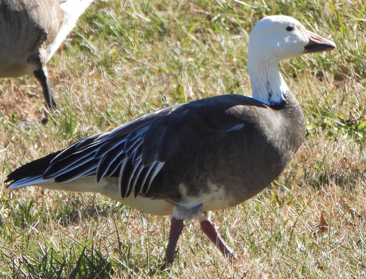 Snow Goose - ML394145221