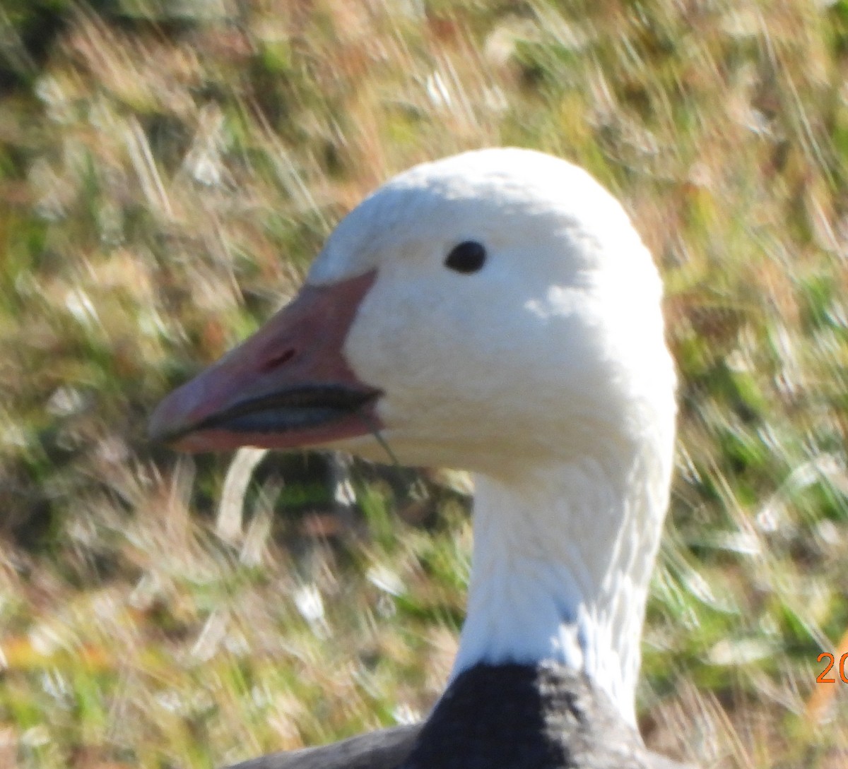 Snow Goose - frank porter