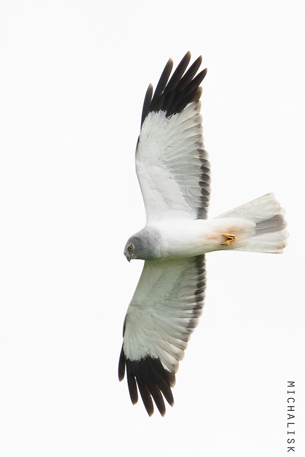 Hen Harrier - ML394145261