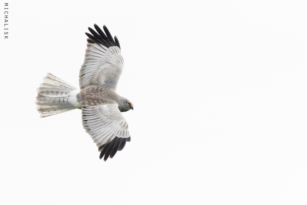 Hen Harrier - ML394145271