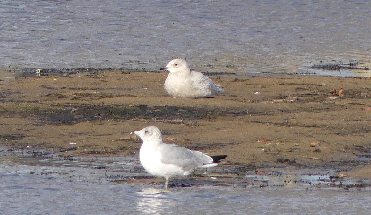 Gaviota Groenlandesa - ML394145671