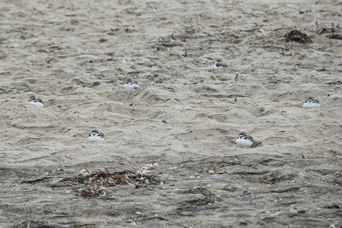 Snowy Plover - ML394146611