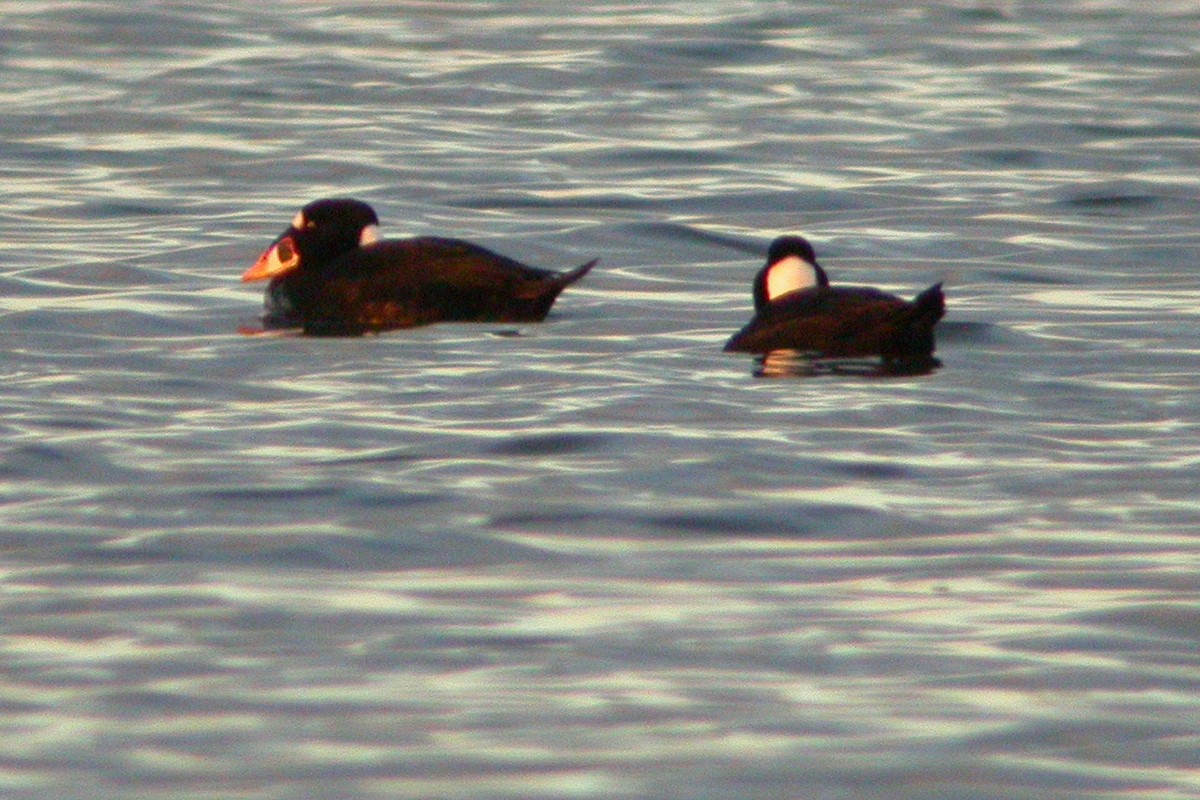 Surf Scoter - David Lambeth