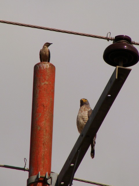 Roadside Hawk - ML394149051