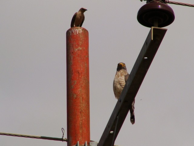 Roadside Hawk - ML394149071