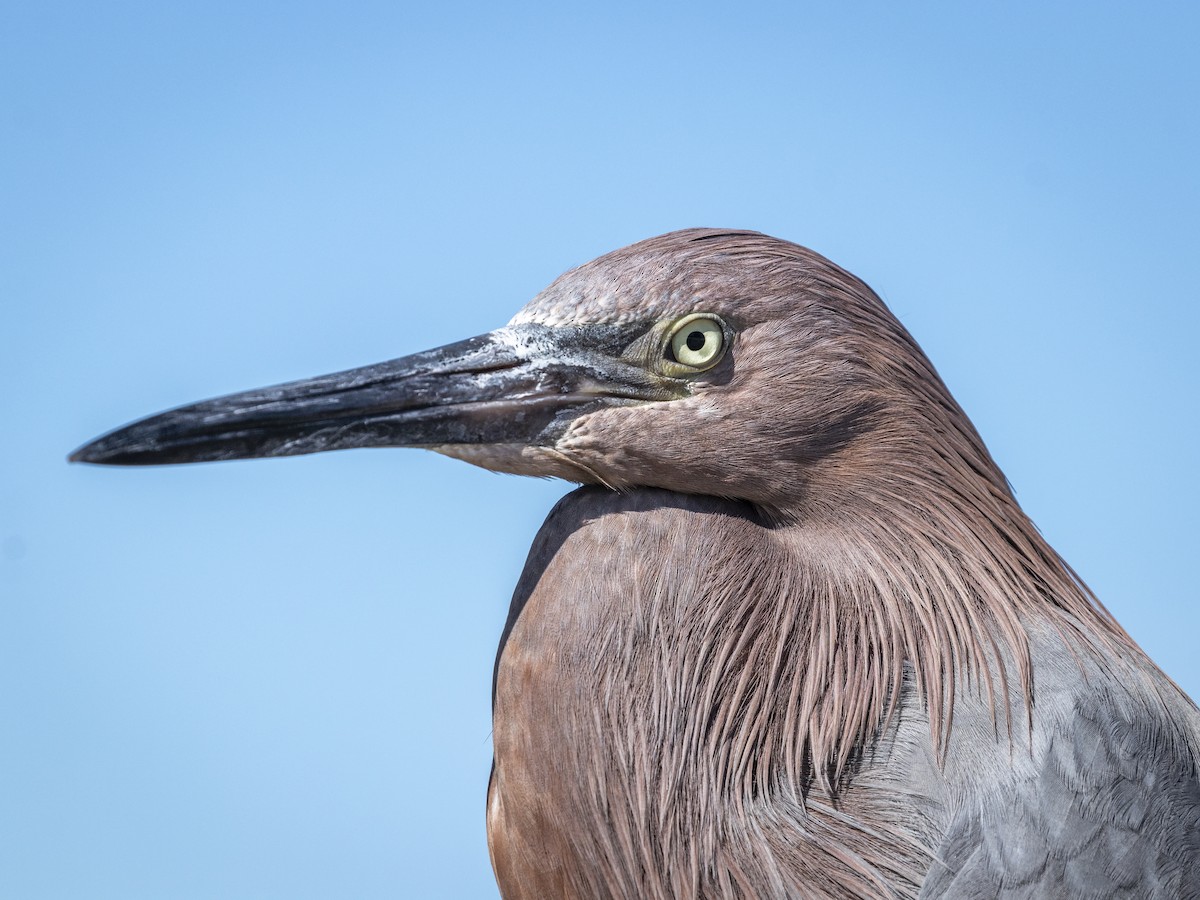 Reddish Egret - ML394149151