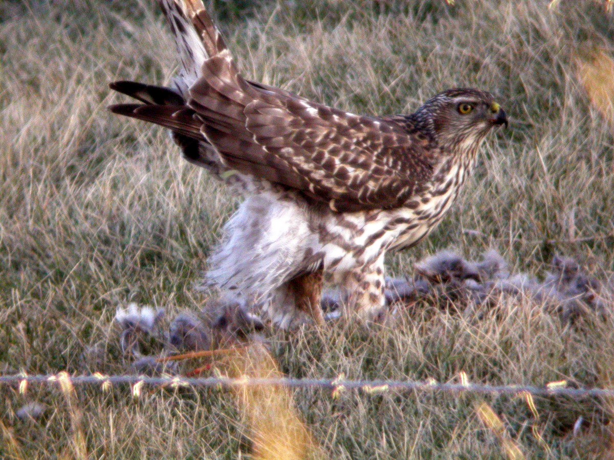 American Goshawk - David Lambeth