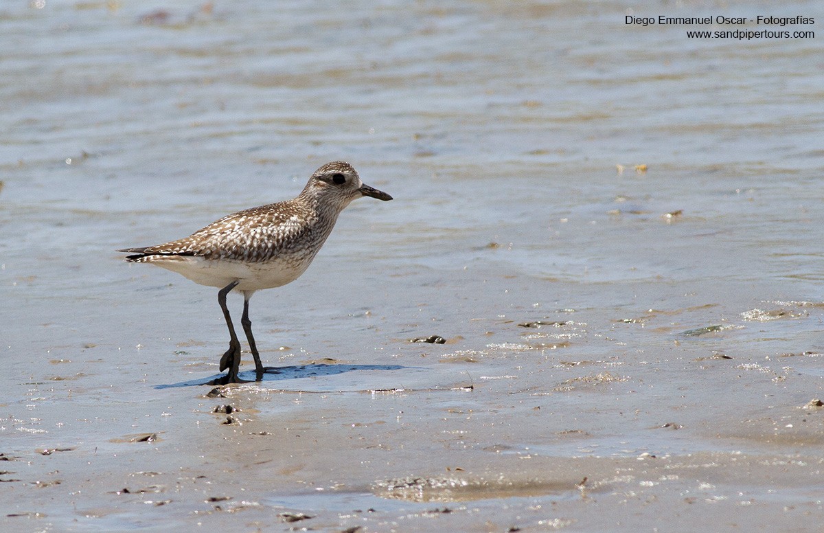 Black-bellied Plover - Diego Oscar / Sandpiper Birding & Tours