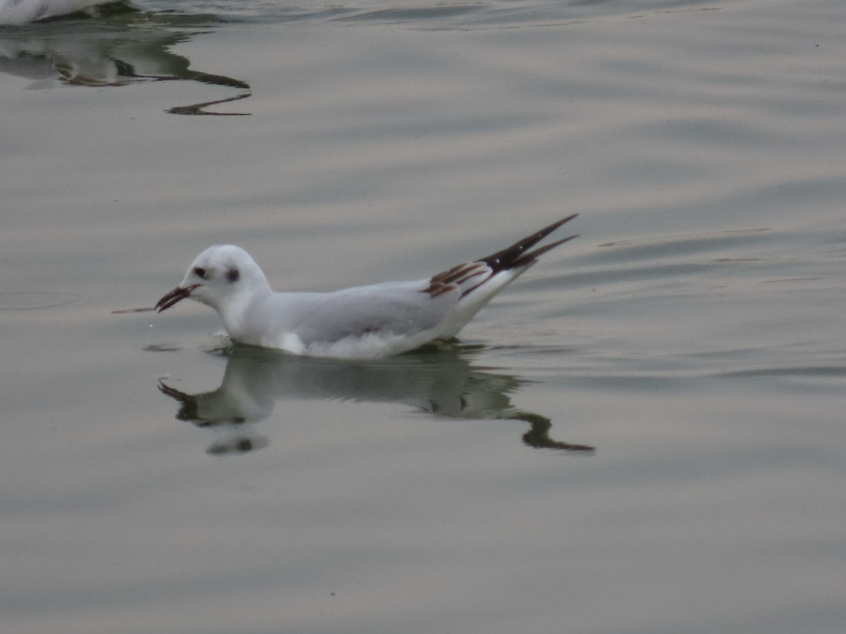 Bonaparte's Gull - ML394155701