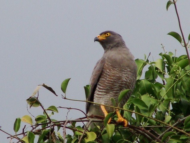 Roadside Hawk - ML394157151