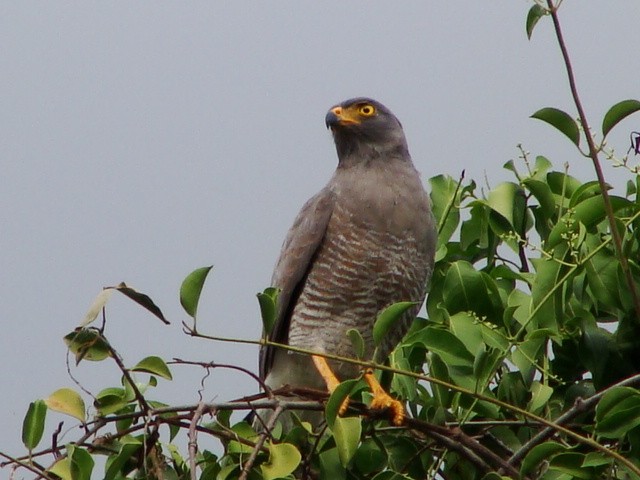 Roadside Hawk - ML394157161