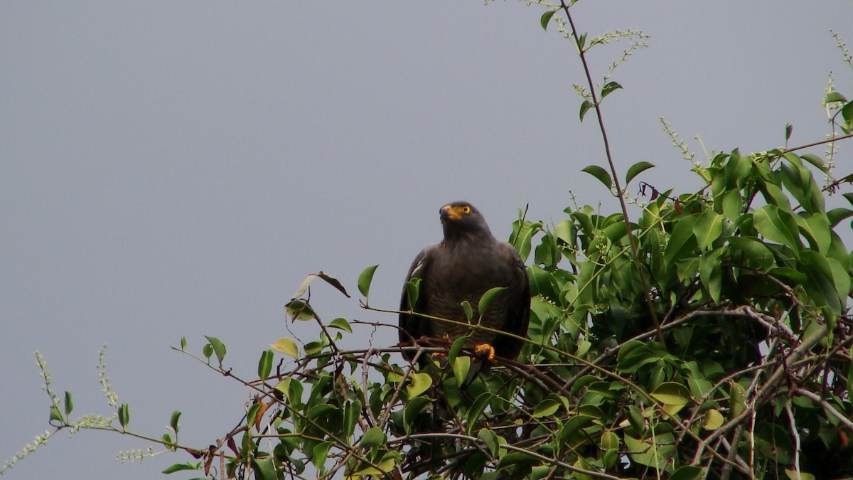 Roadside Hawk - ML394157181