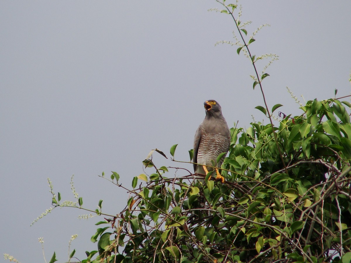 Roadside Hawk - ML394157211