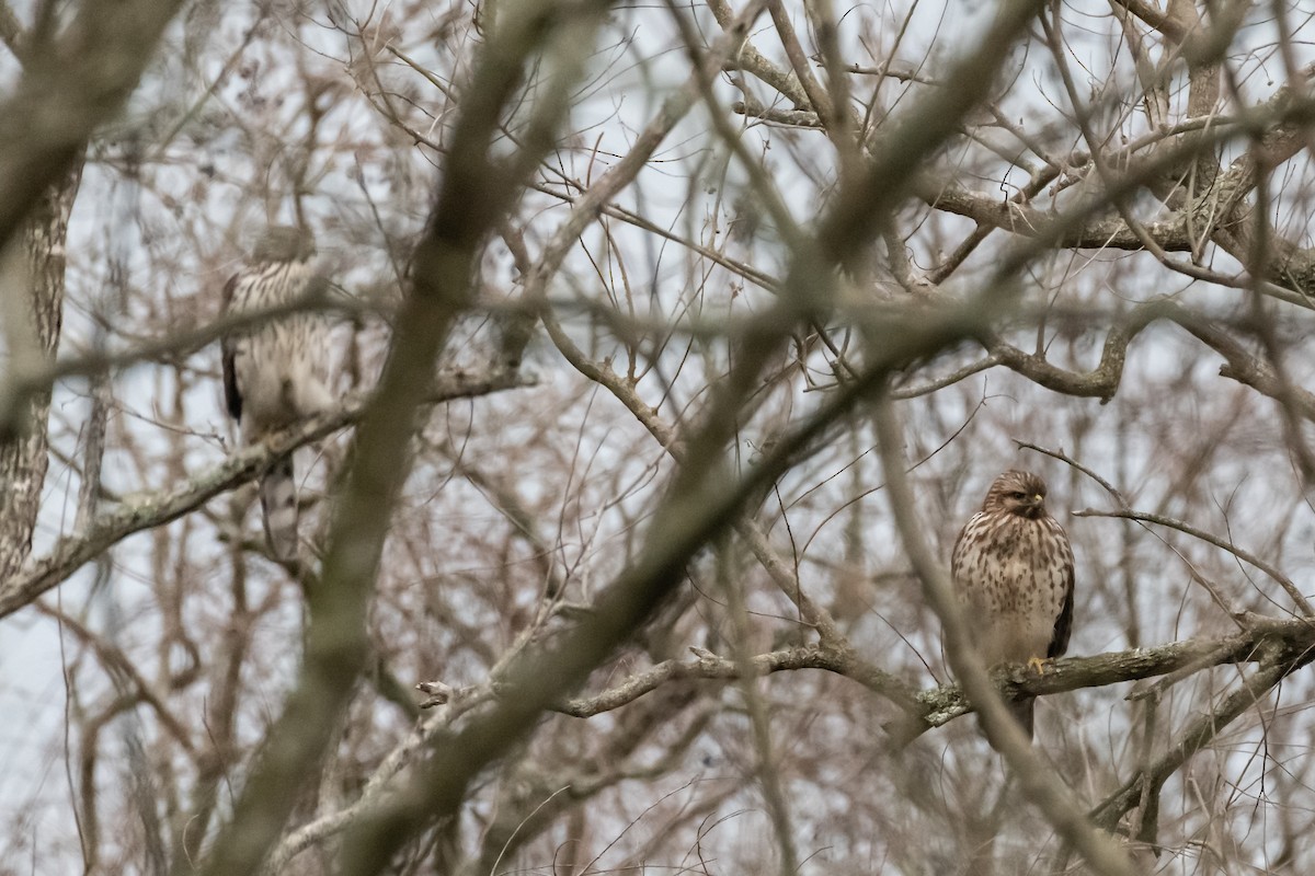 Cooper's Hawk - ML394157401