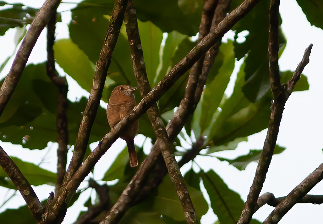 Barred Puffbird - ML394157761