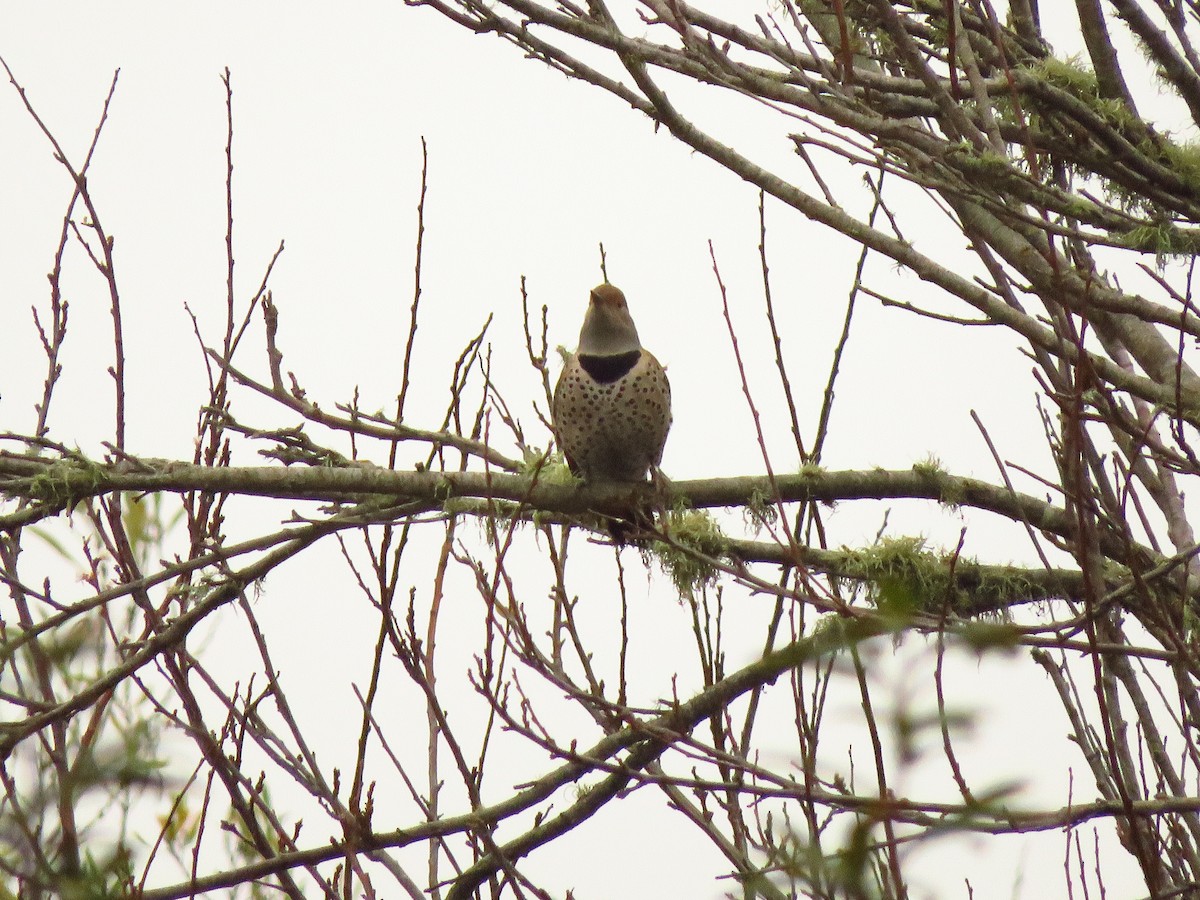 Northern Flicker - ML394157811