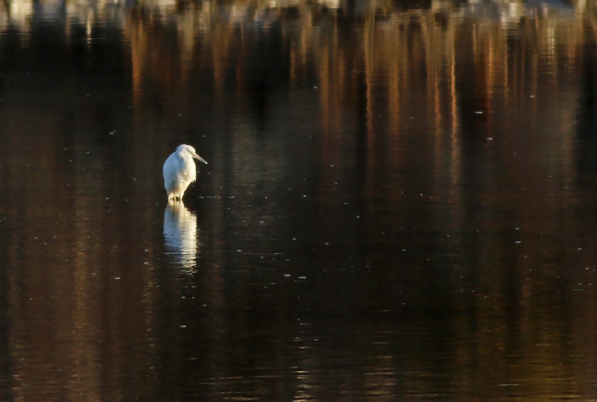 Little Blue Heron - ML394158701