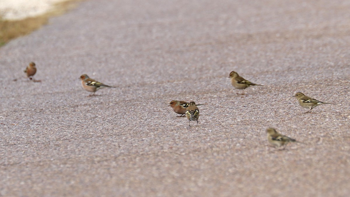 Common Chaffinch - Francisco Barroqueiro