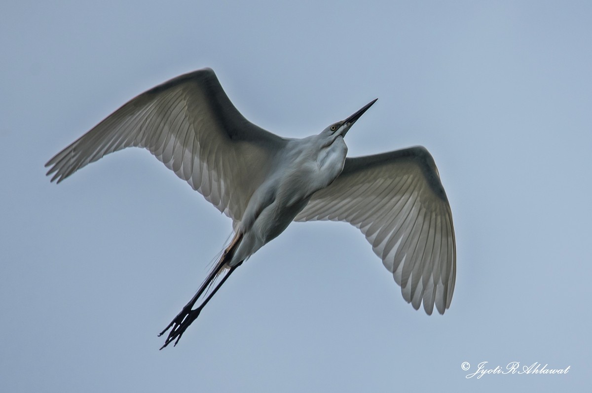 Great Egret - ML394160801