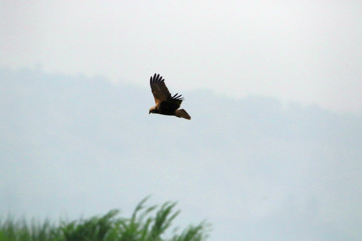 Western Marsh Harrier - ML394161701