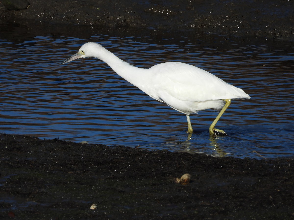 Little Blue Heron - ML394161951