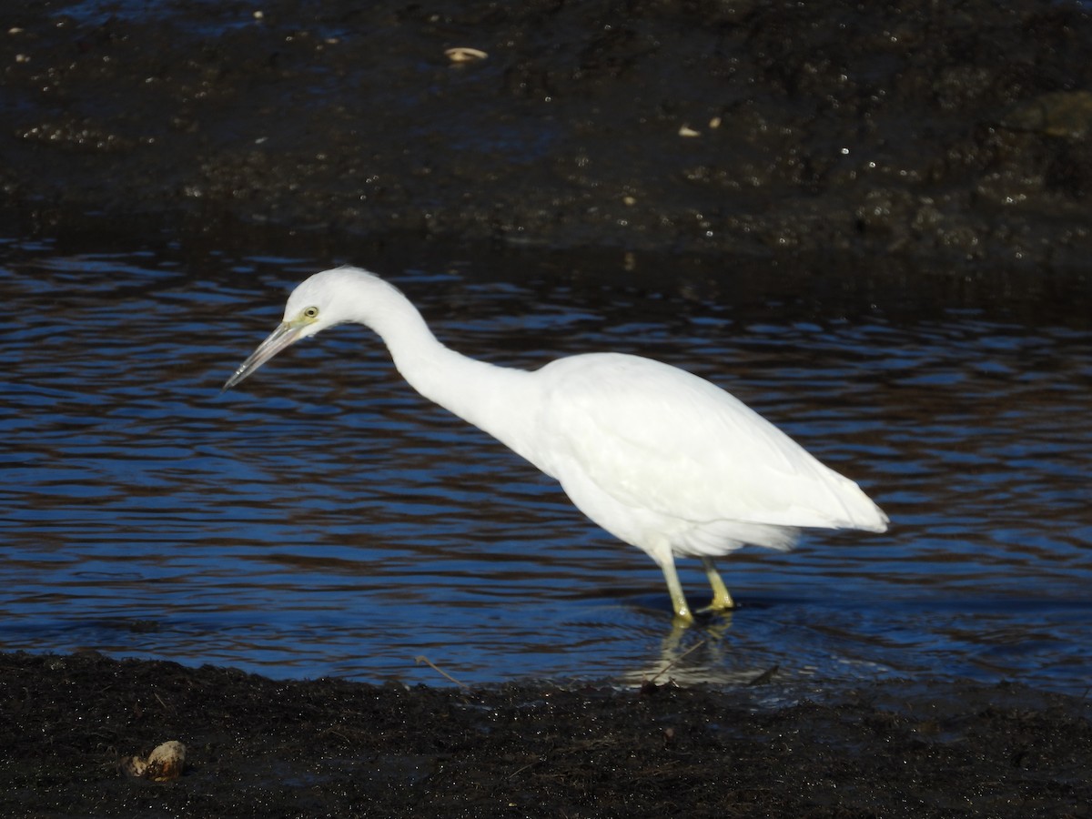 Little Blue Heron - ML394161991