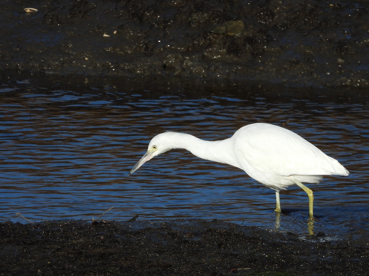 Little Blue Heron - ML394162021