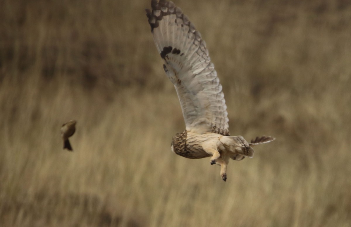 Short-eared Owl - ML394162141