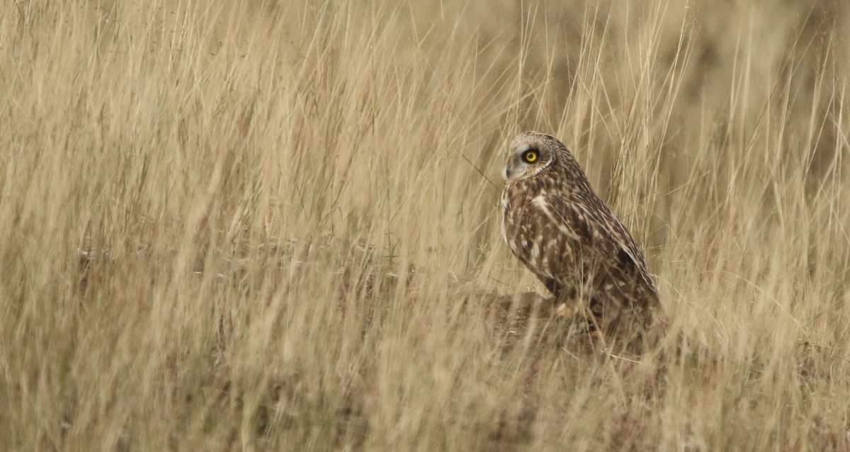 Short-eared Owl - ML394162151