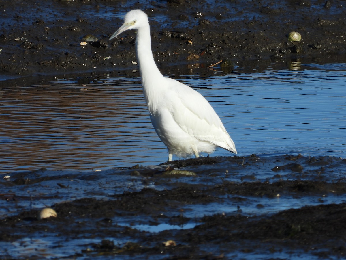 Little Blue Heron - ML394162351