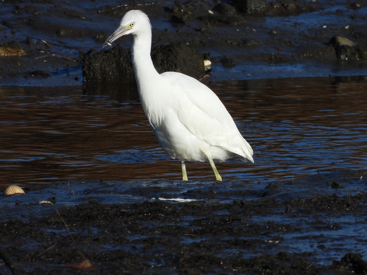 Little Blue Heron - ML394162511