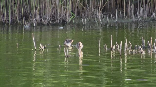 Common Snipe - ML394166311