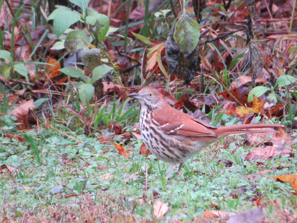 Brown Thrasher - ML394166591