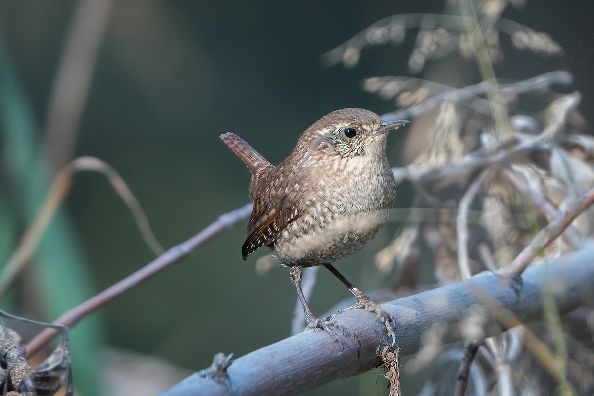 Winter Wren - Shawn Cooper