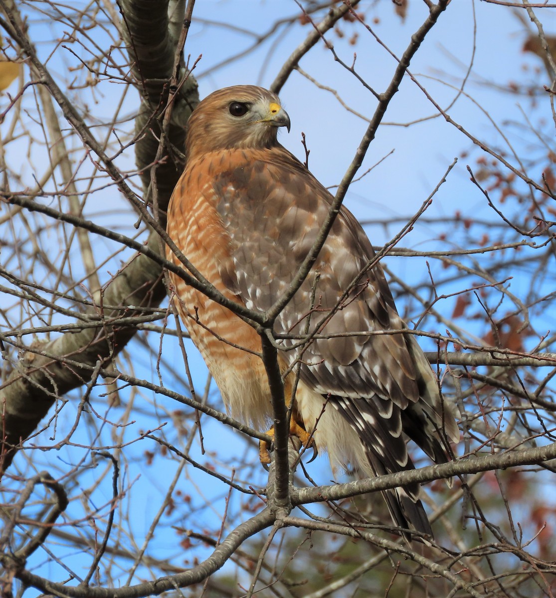 Red-shouldered Hawk - ML394167481