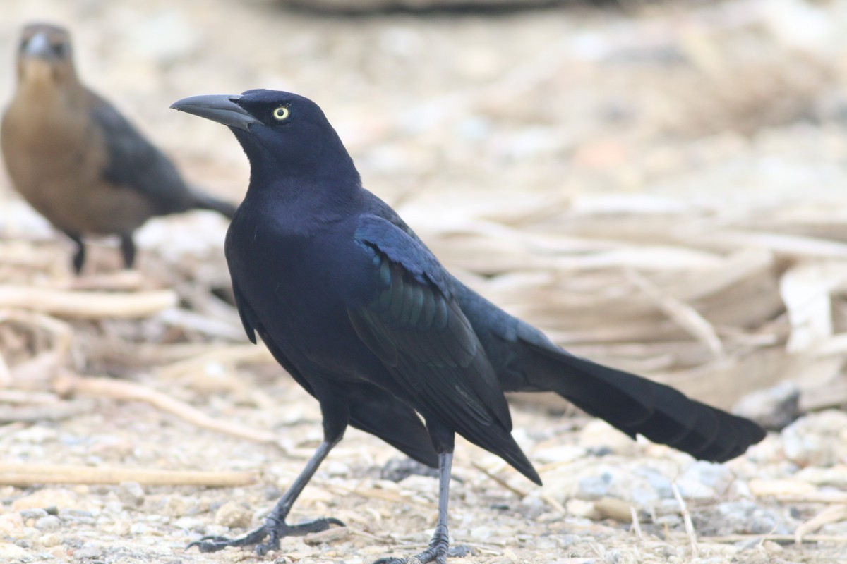 Great-tailed Grackle - ML394167731