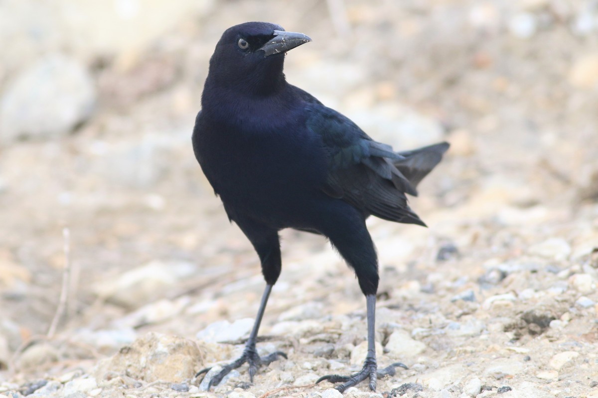 Boat-tailed Grackle - ML394167961