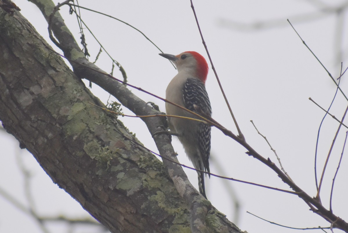 Red-bellied Woodpecker - ML394170681