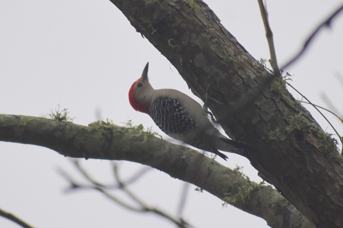 Red-bellied Woodpecker - ML394170721