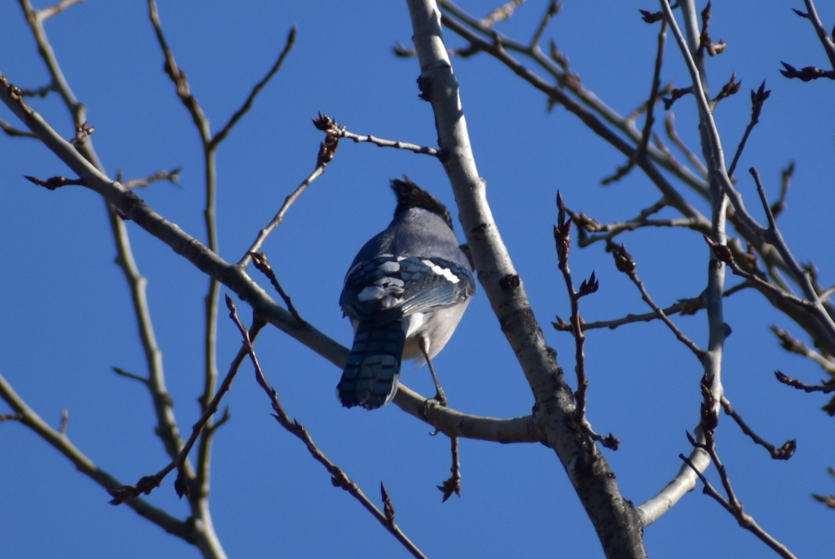 Blue Jay - ML394171821