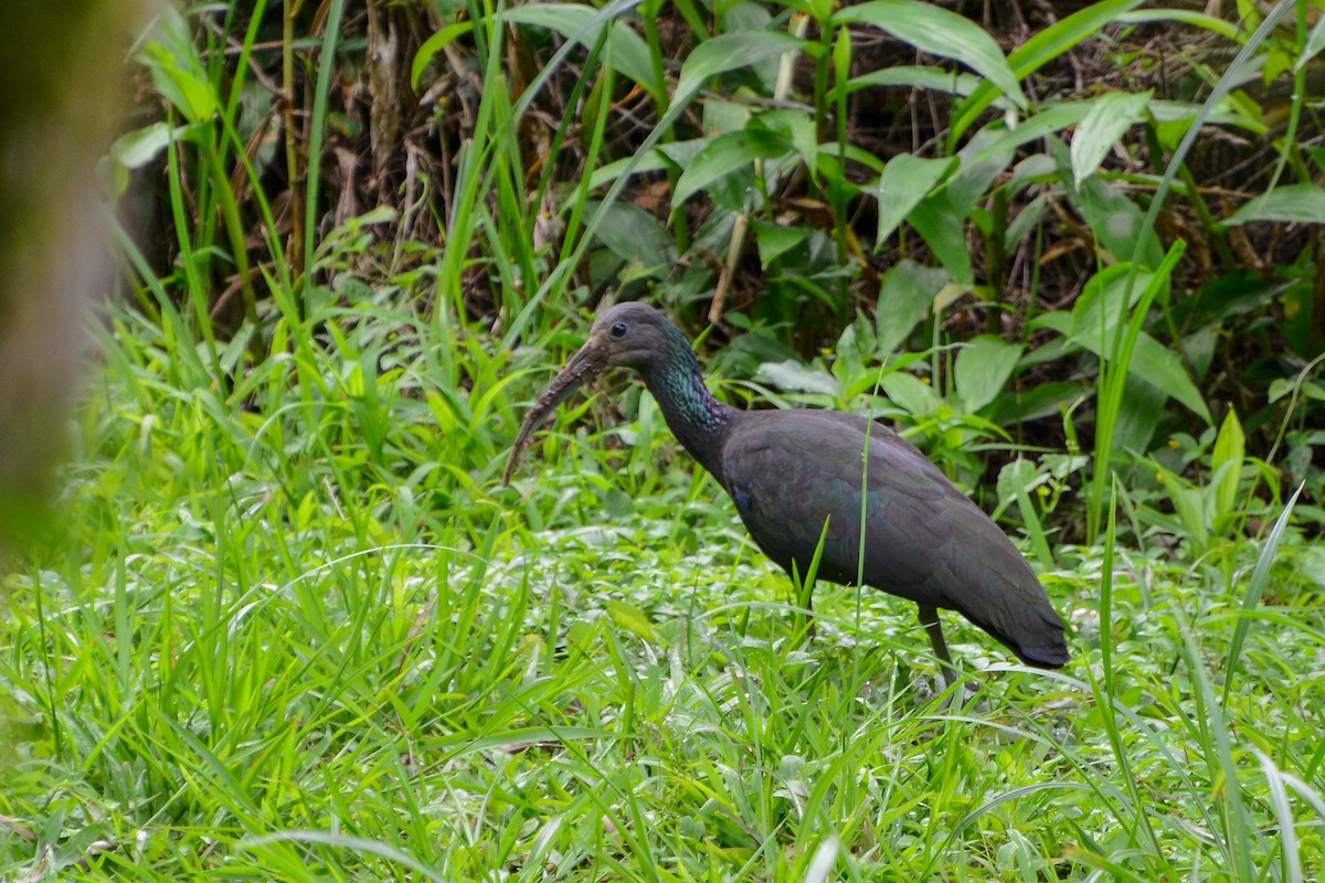 ibis zelený - ML394171841