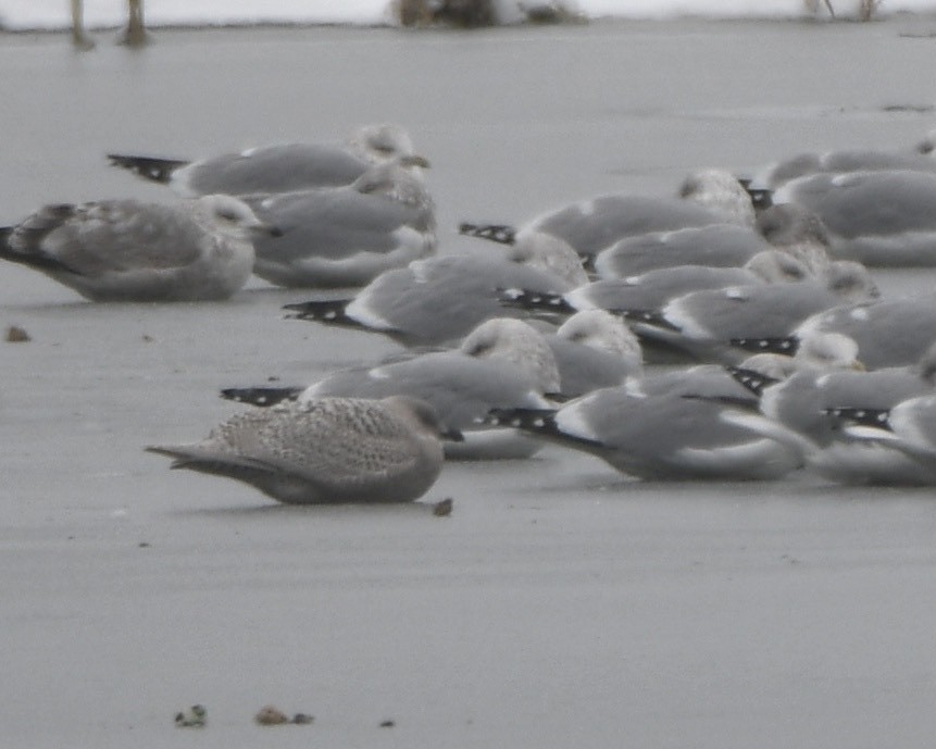 Iceland Gull - ML394172131