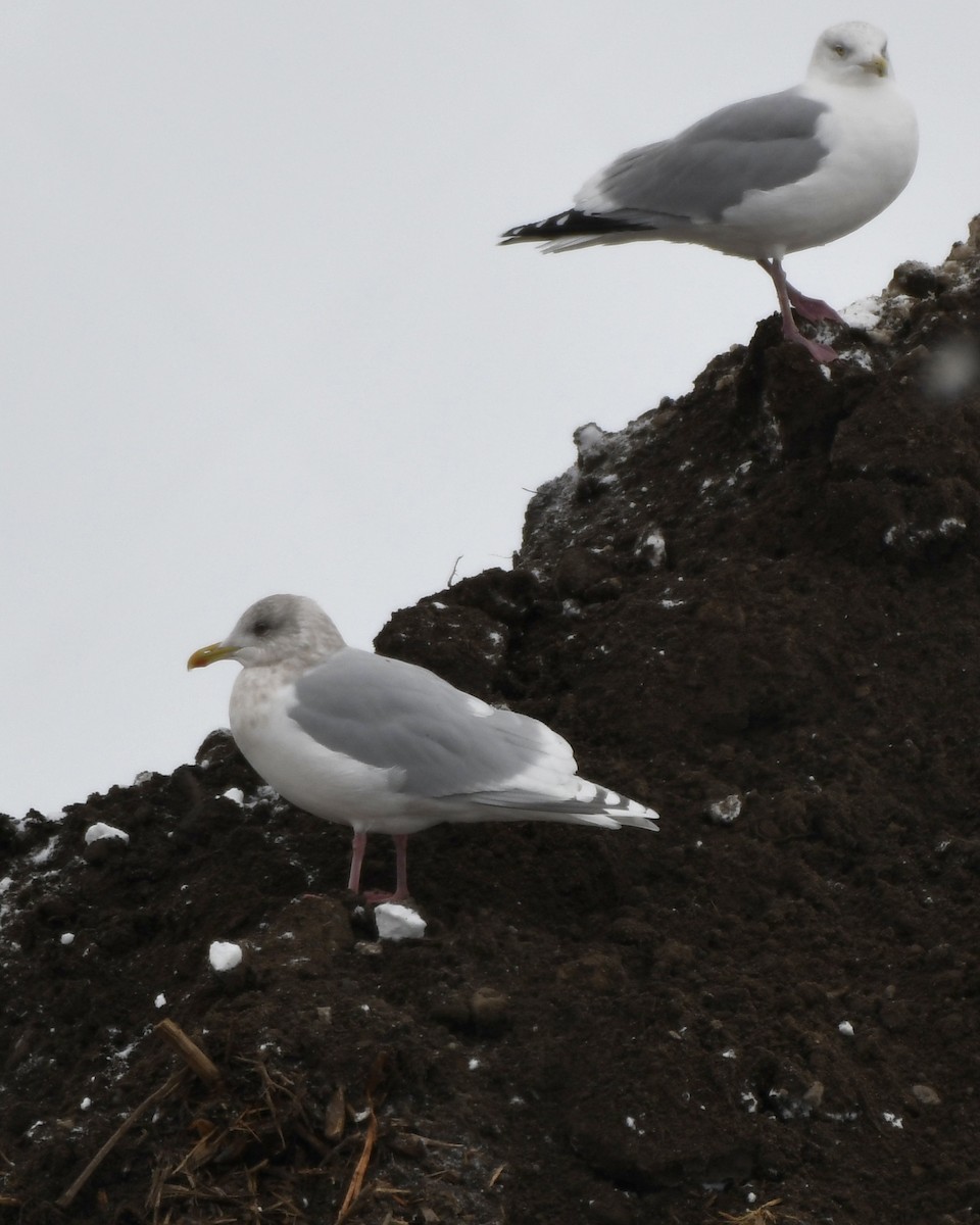 Iceland Gull - ML394172141