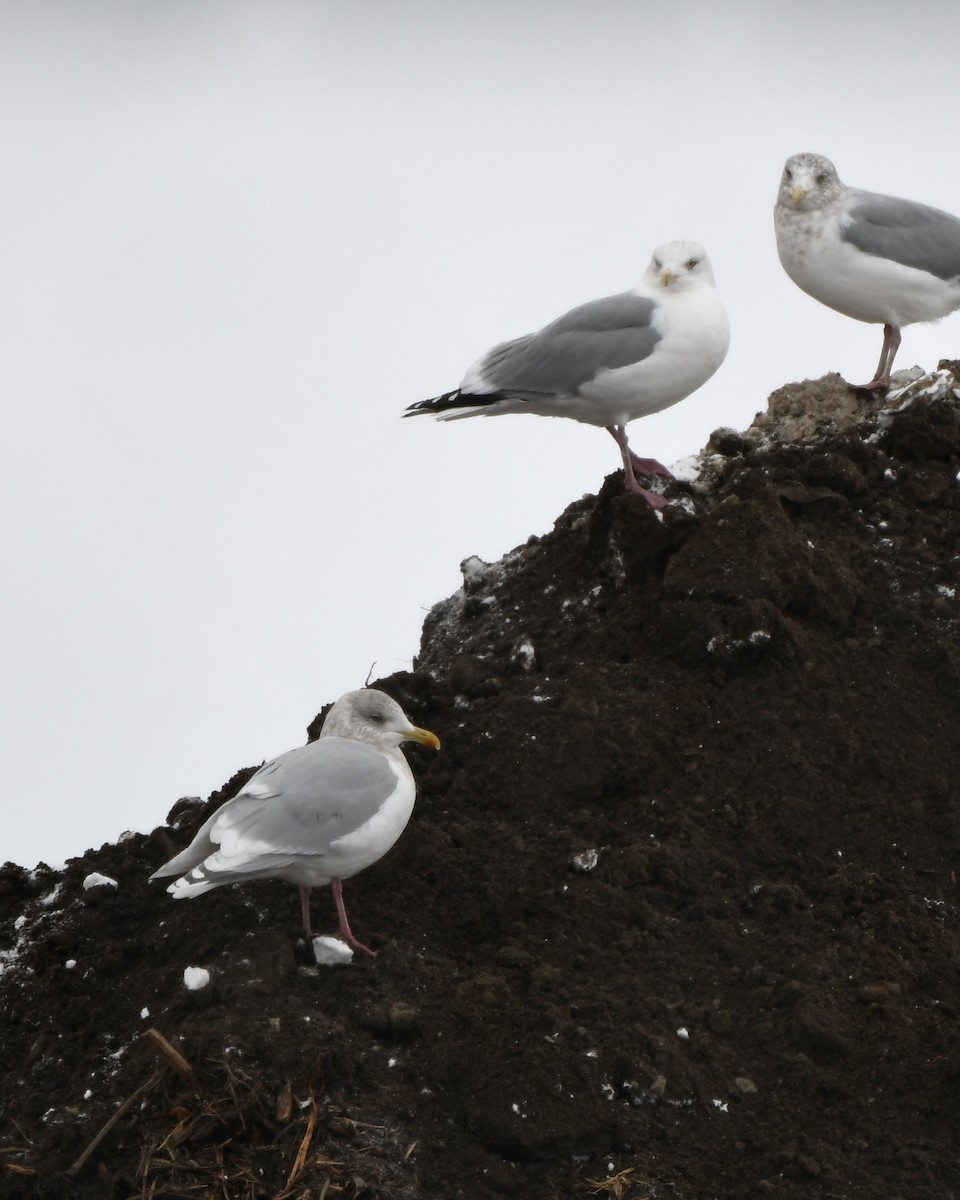 Gaviota Groenlandesa - ML394172151