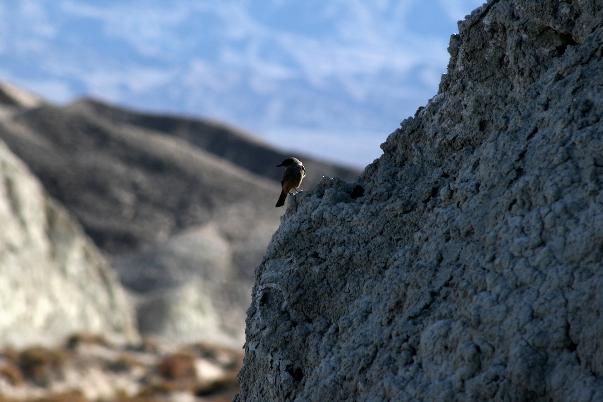 Say's Phoebe - ML394172561
