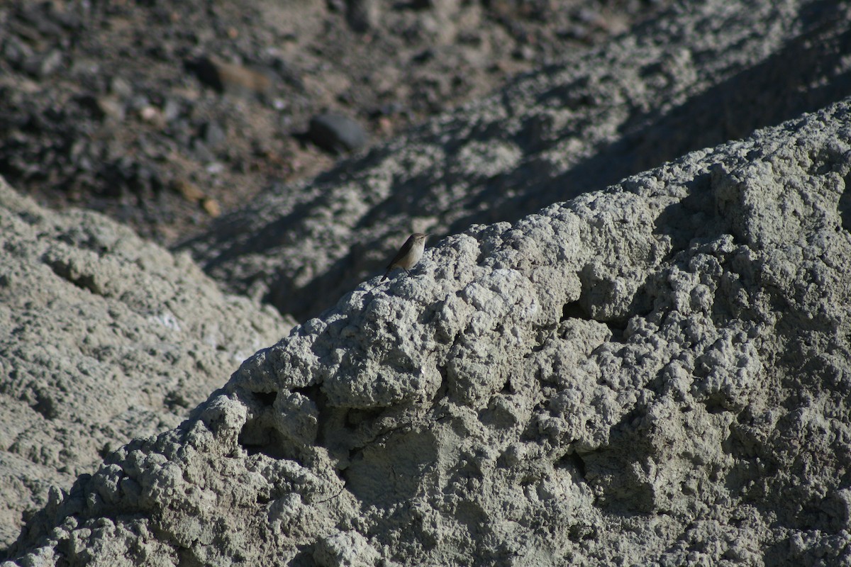 Rock Wren - ML394172641