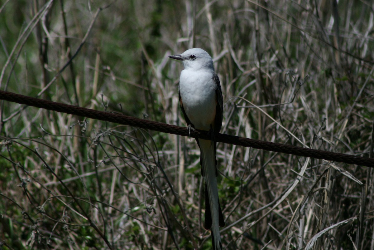 Scissor-tailed Flycatcher - ML394176911