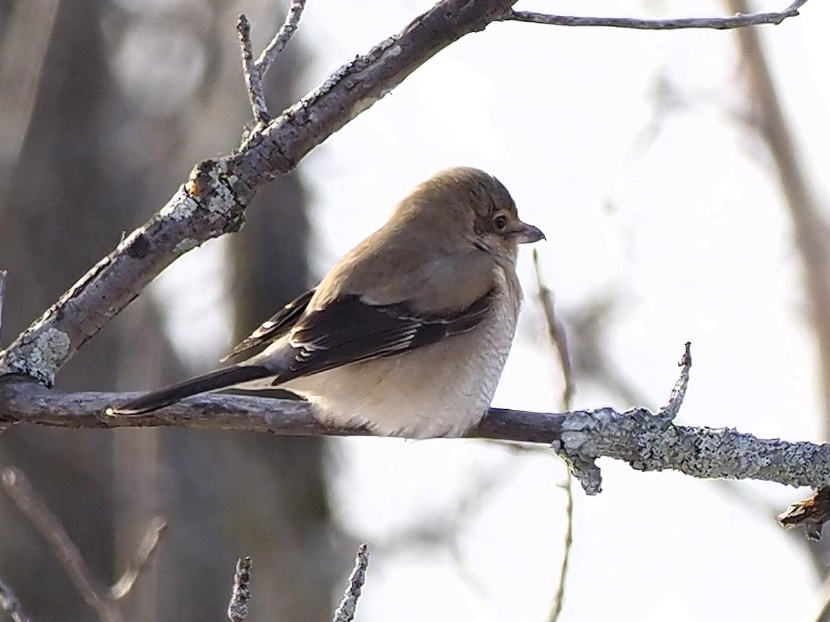 Northern Shrike - ML394177641